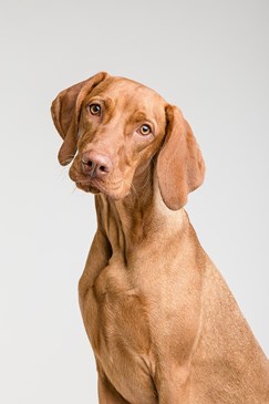 hond