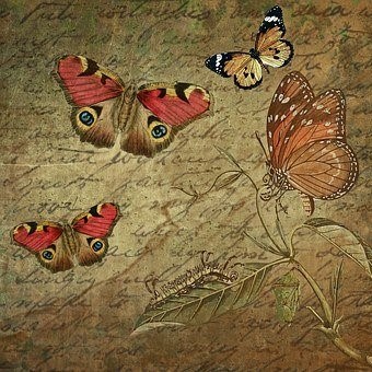 briefpapier met vlinders