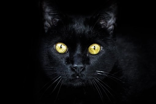 zwarte kat