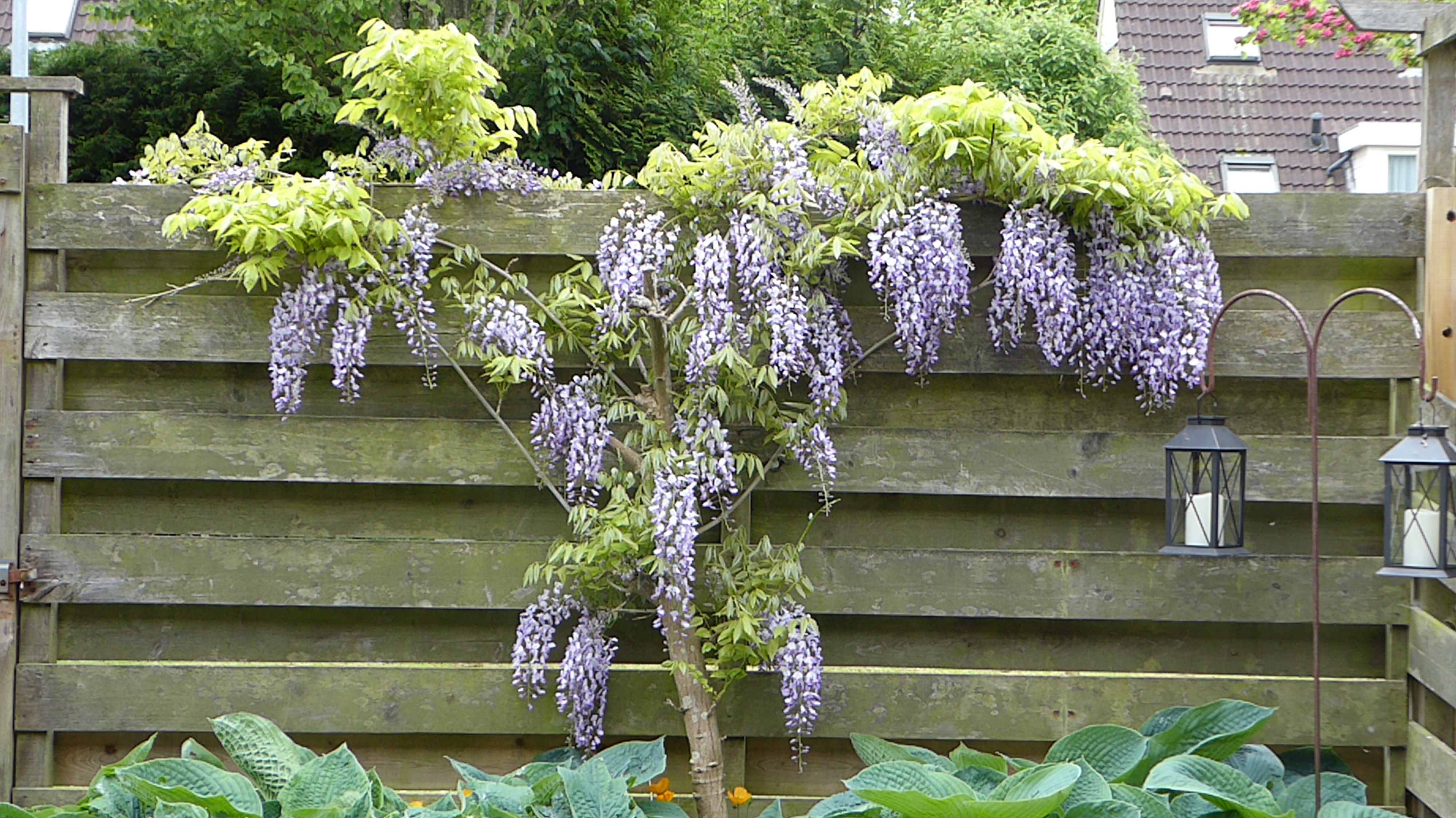 WISTERIA