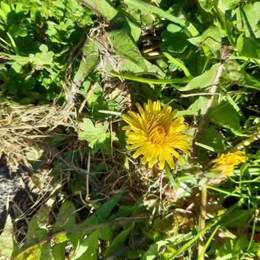 paardenbloem